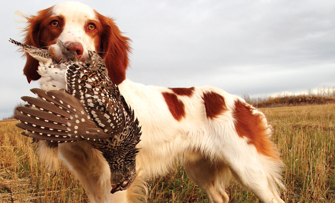 Pheasant Hunting Spaniel Dog Picture Frame 3.5"x5" Hunt 3"x5" V