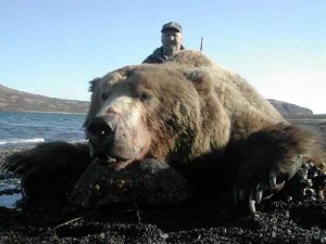 Brown Bear img