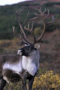 Caribou img