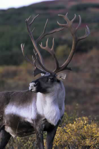 Alaska Caribou Caribou Hunting Hunt AlaskaMagazine