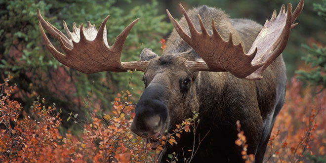 fivestepsbettermoose Five Steps to Hunting Better Moose