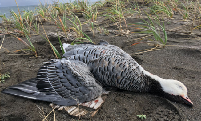 Cold Bay Emperor Goose img