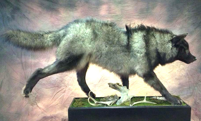 Taxidermy Wolf