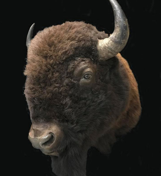 Taxidermy Buffalo