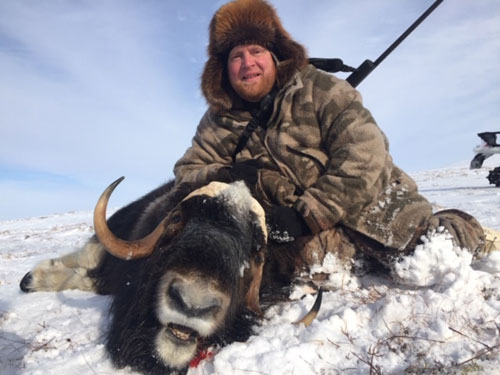 Hunting muskox in Alaska