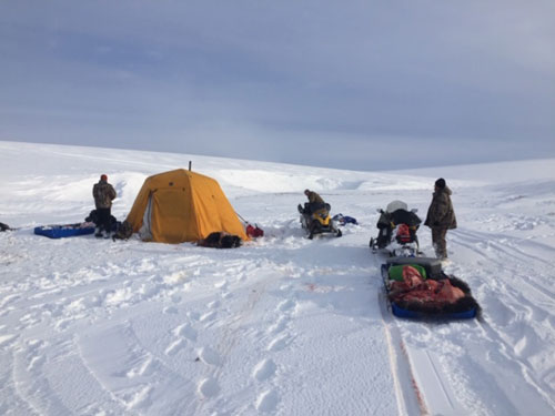 Muskox hunting camp