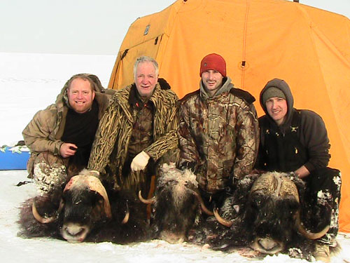 Muskox hunting