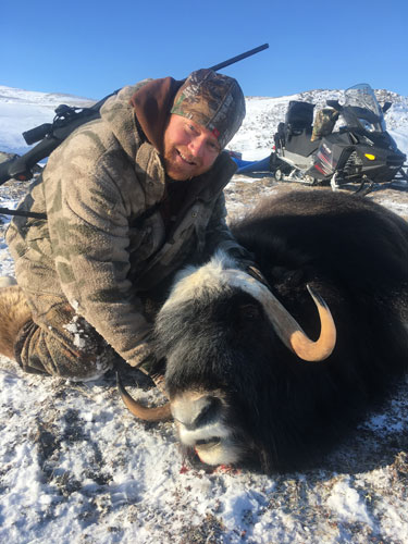 Muskox