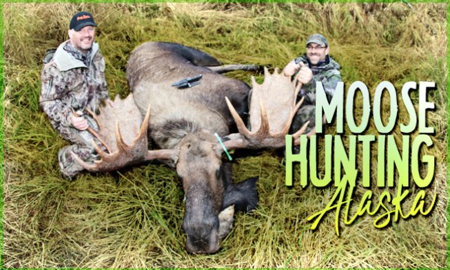Moose Hunting Alaska: Info & Locations img