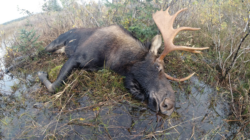 dead moose