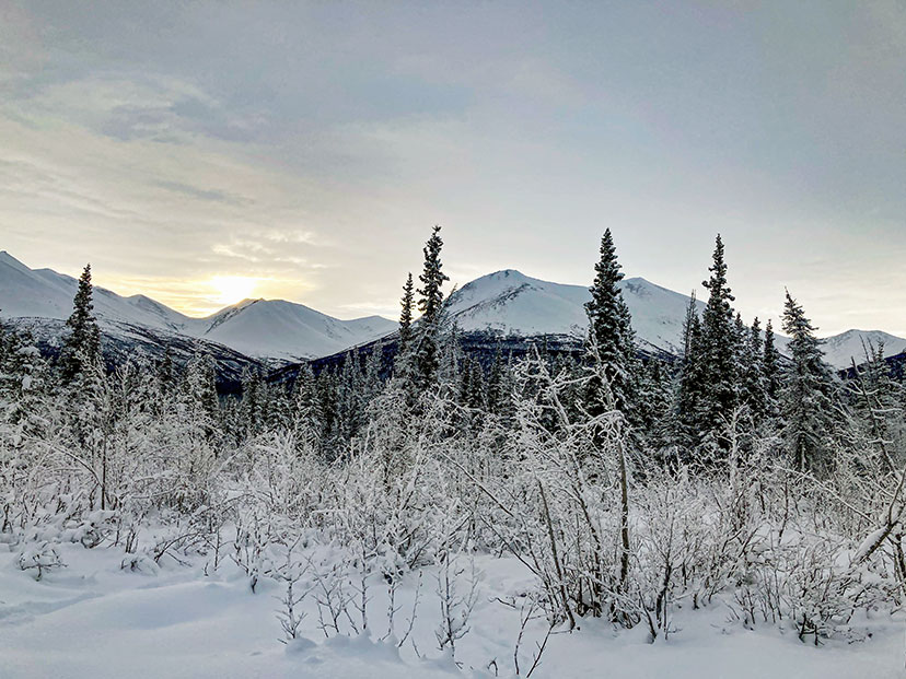 hunting the snowshoe hare