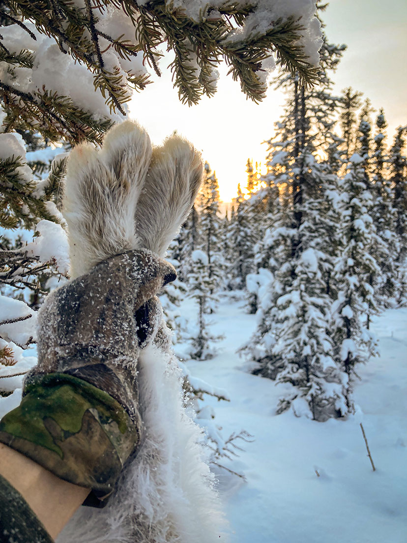 hunting the snowshoe hare
