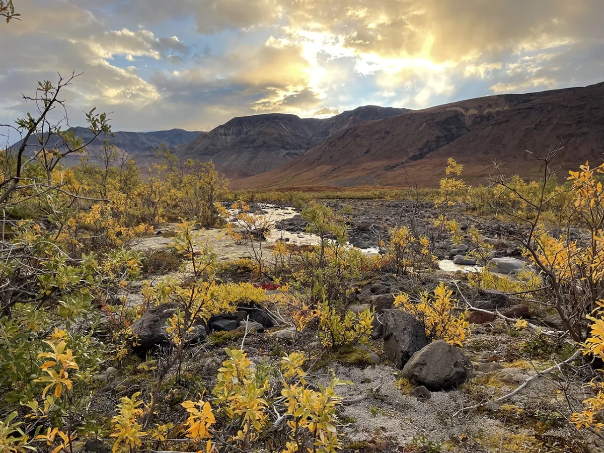 Alaska Dall Sheep Hunt