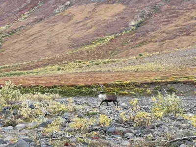 Alaska Dall Sheep Hunt