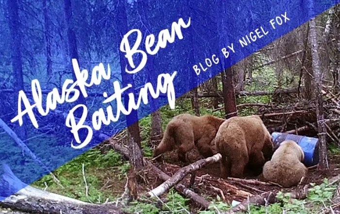 bear baiting